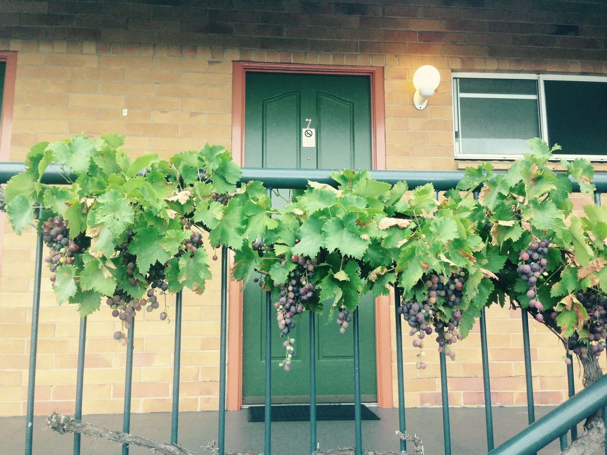 סטאנטהורפה The Vines Motel & Cottages מראה חיצוני תמונה